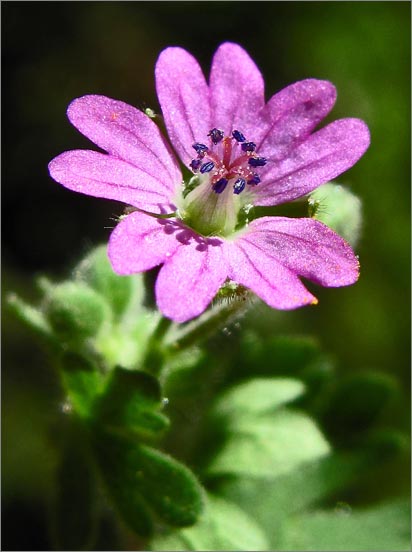 sm 3052 Dove’s Foot Geranium.jpg - Dove’s Foot Geranium (Geranium molle): This wild geranium was introduced from Europe.